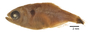 FMNH 54401 Hyphessobrycon reticulatus paratypes photo 3 of 4 small